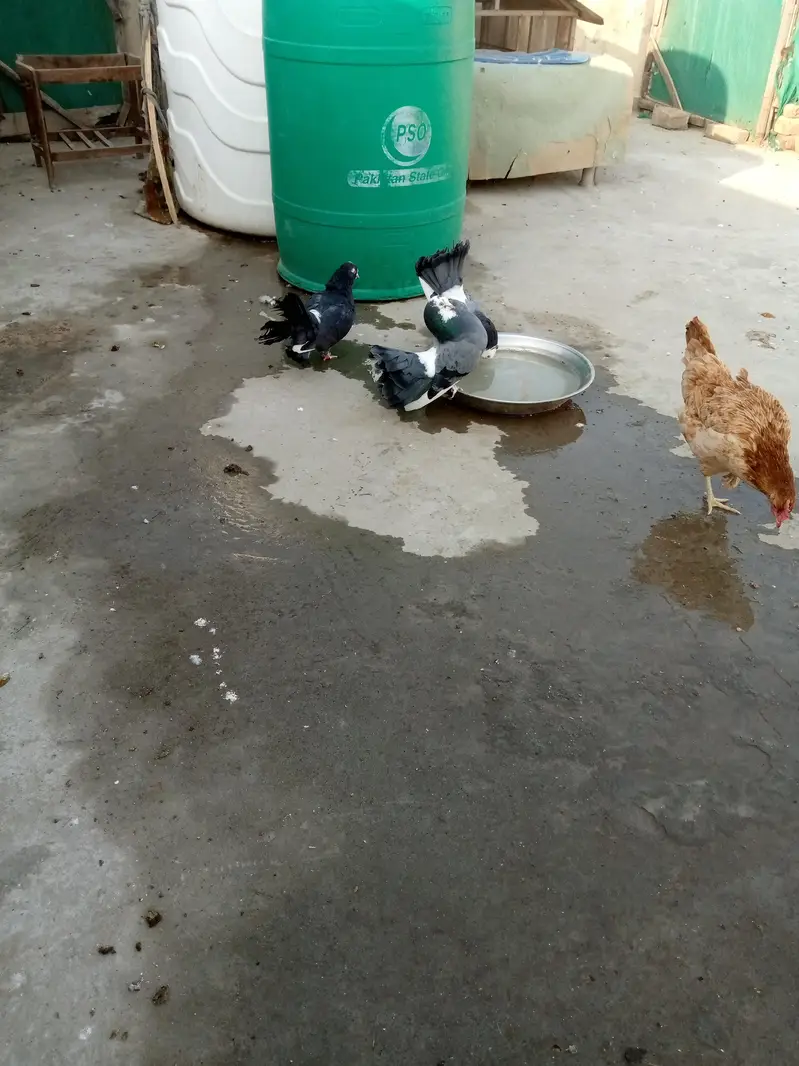laka kabooter fancy pigeon — photo 2