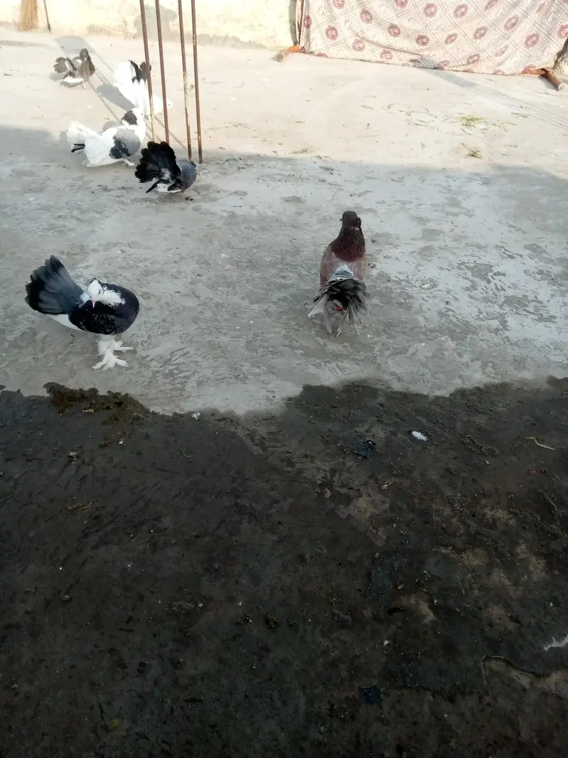 laka kabooter fancy pigeon — photo 3