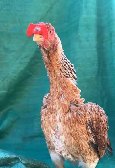 Two Japanese Shamo  Female for sale