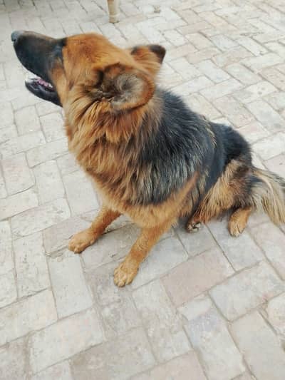 German shepherd female