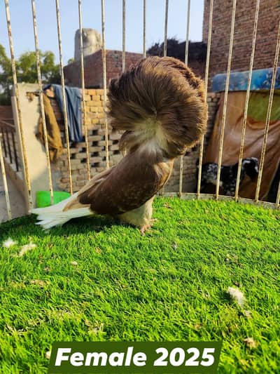 Fancy kbootar, pigeons Jacobin Naqab posh