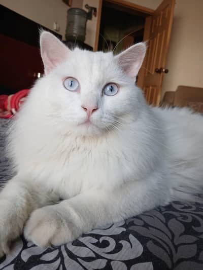 White Cat | British Cat | Male Cat | Turkish Ven