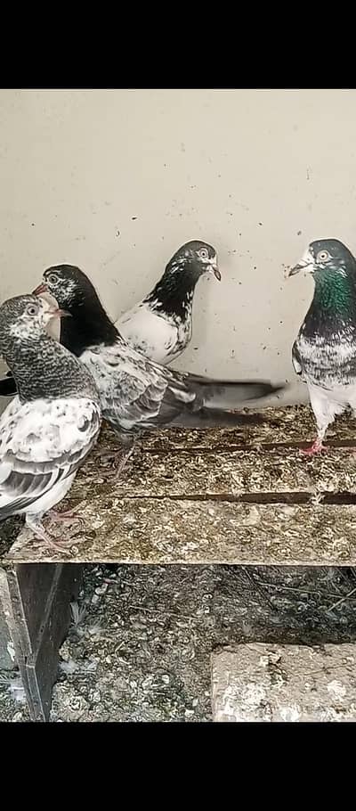 zero Kali resulted pure teddy chicks