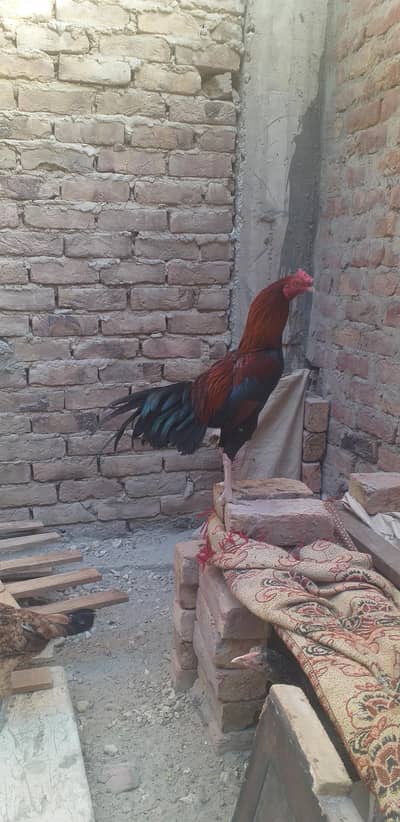 assel pair for sale hai exchnge possible be hai