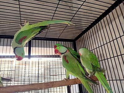 raw parrot pair