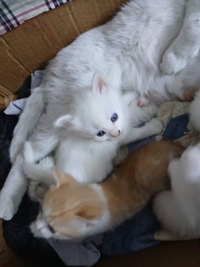 white turkish cat with five kittens