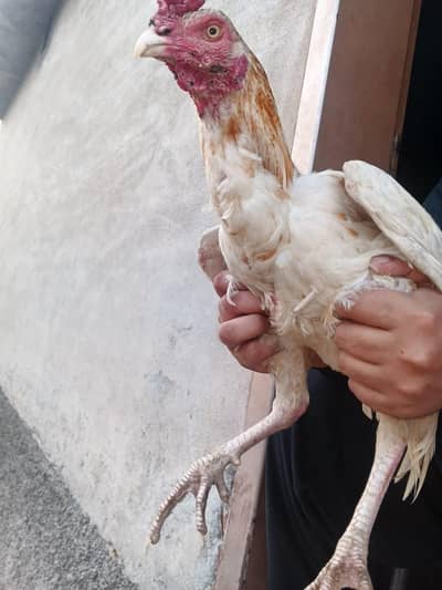 acha prinda ha pabha