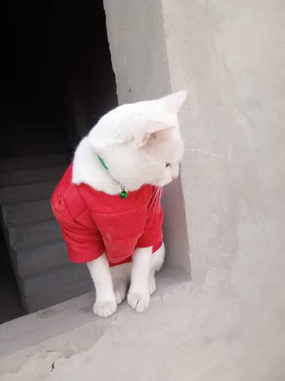 Khao Manee cat breed male