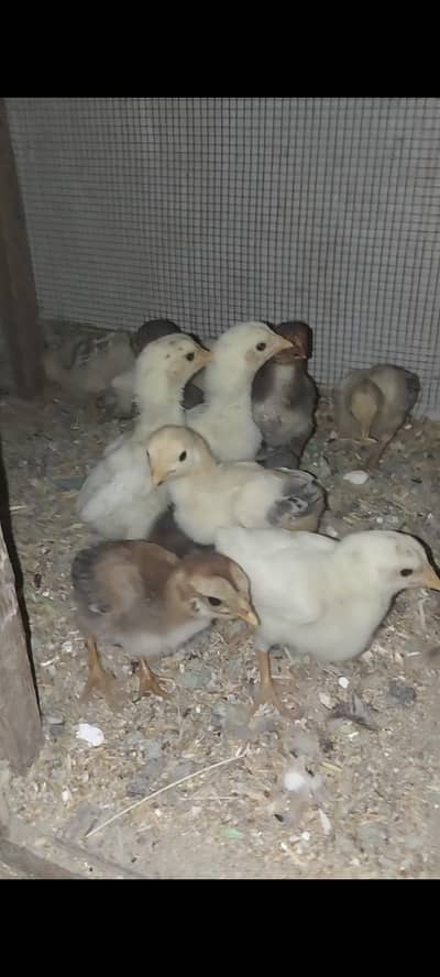 pure aseel murga with murgi with chicks for sell 03330203898