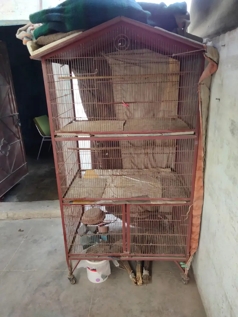 Cages Hens Big Size