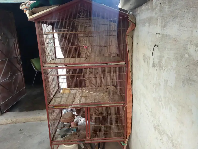 Cages Hens Big Size — photo 2