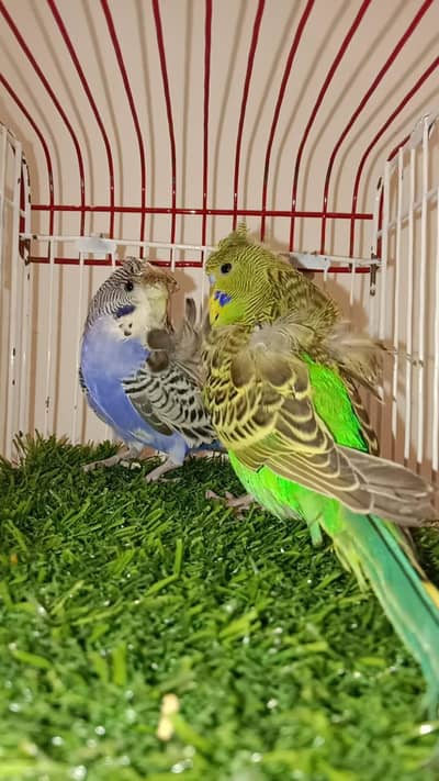 Top Quality Hogoromo and king bugies