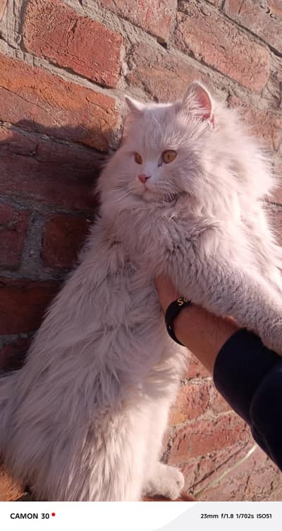 persian male cat for sale.