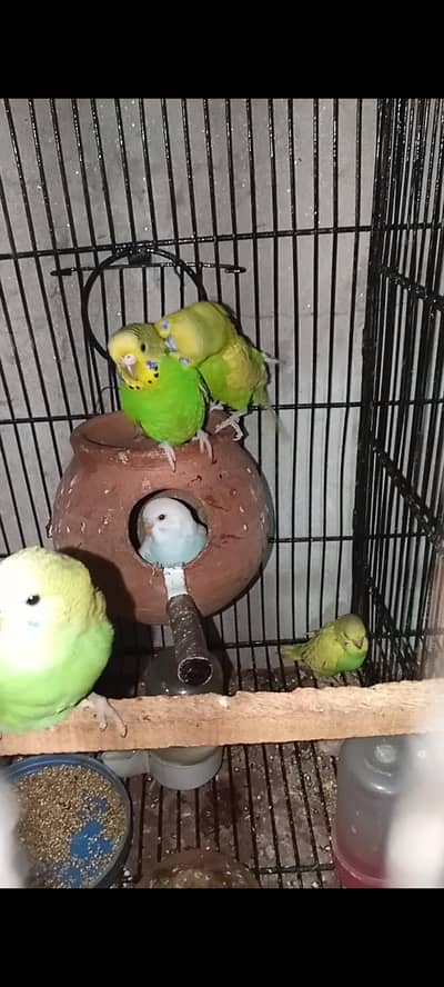 Budgie Breedar pair with 3 self babys Australian Parrot