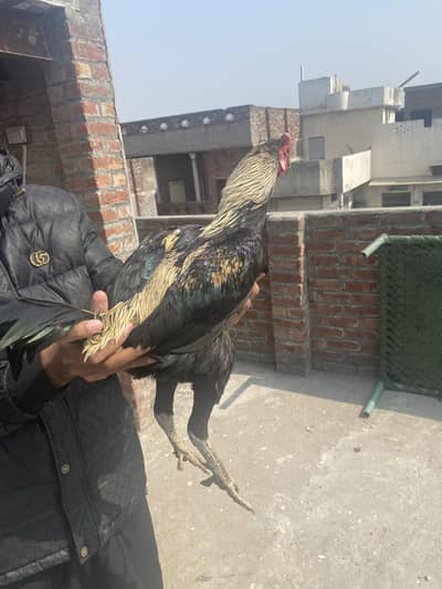 Burmi Pakoye Male good Quality