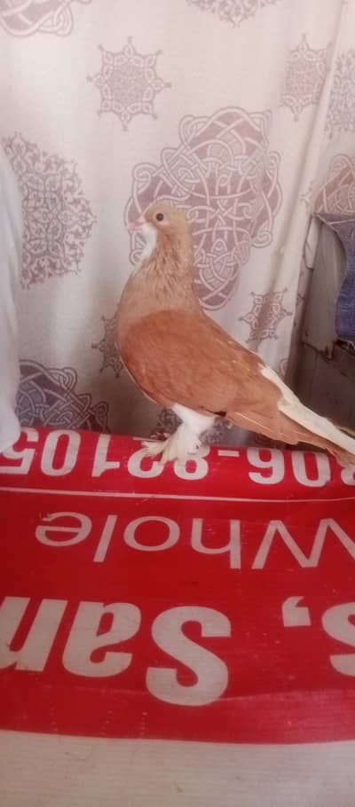 Double Shade Breeder male Available