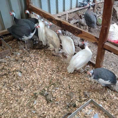 Chakor Guinea Fowl for Sale