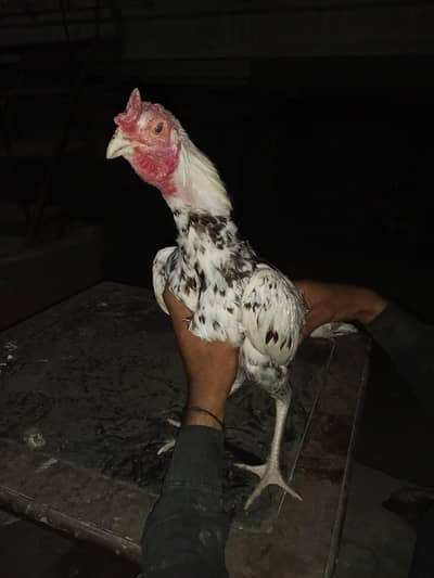 اصیل میانوال