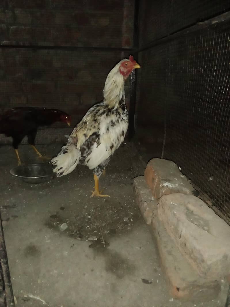 اصیل میانوال 1