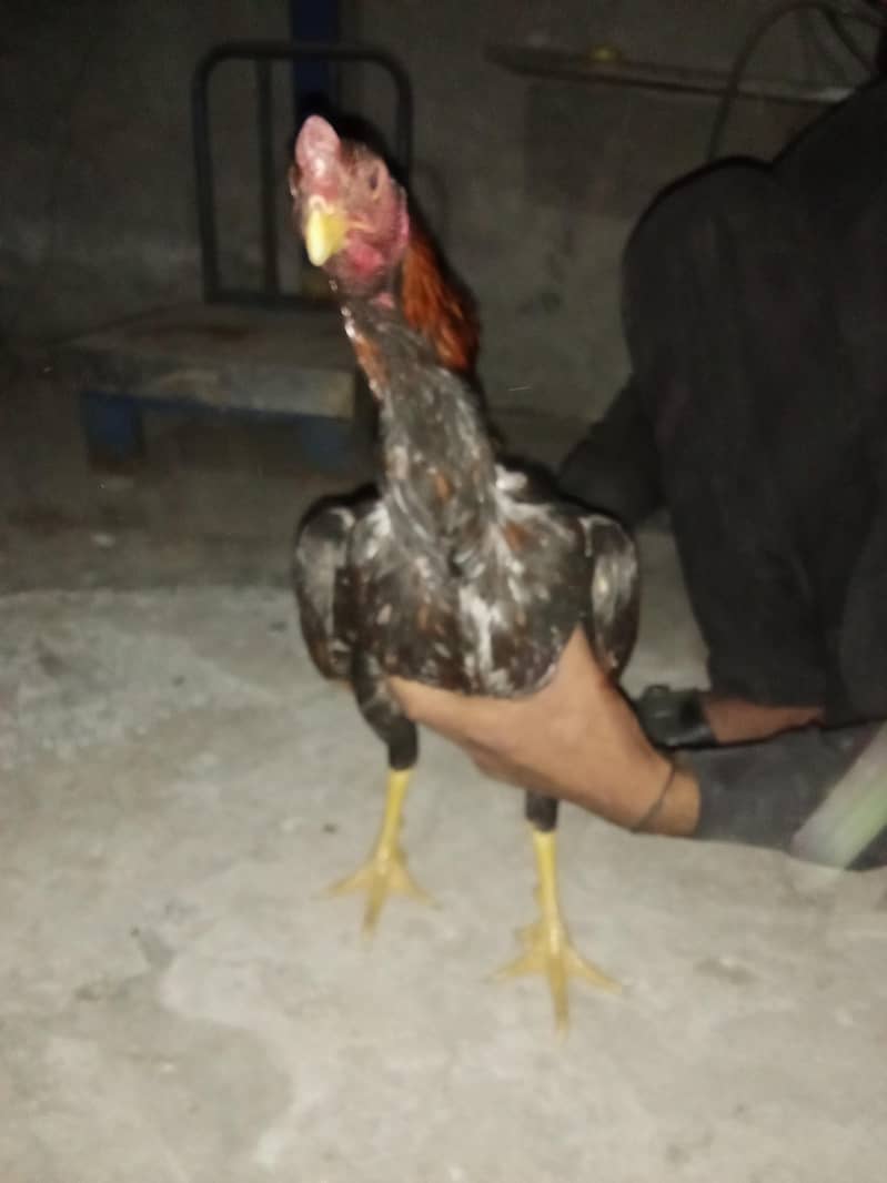 اصیل میانوال 2