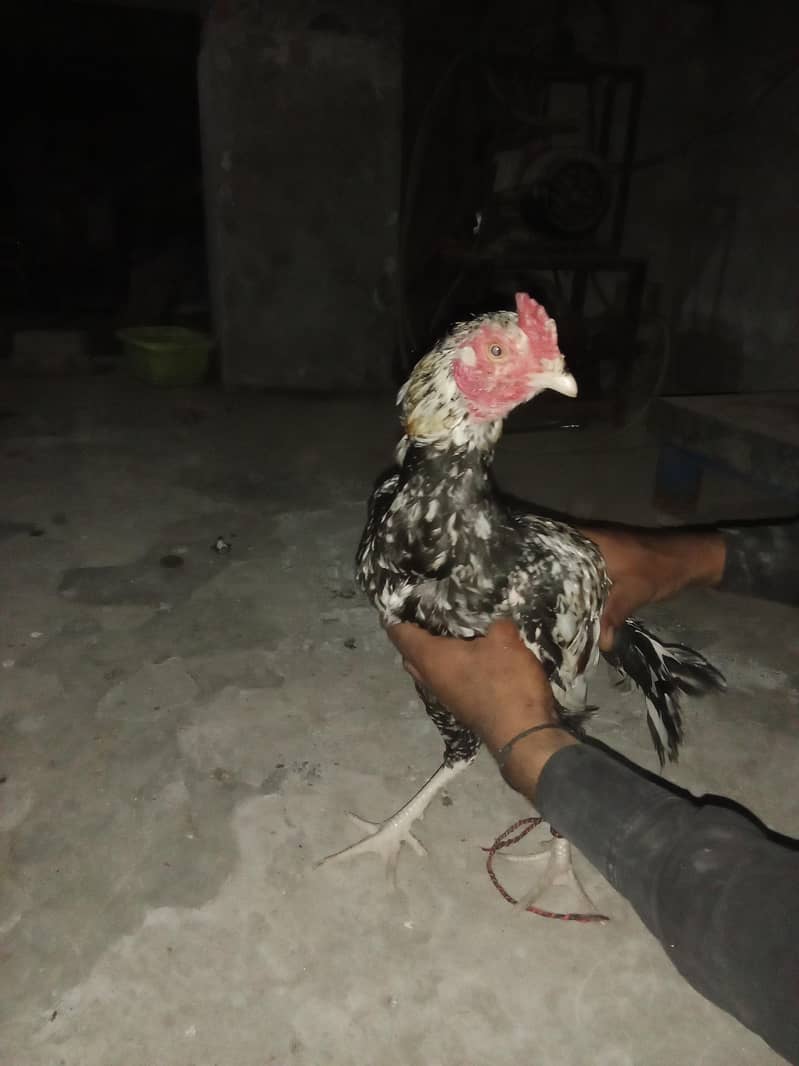 اصیل میانوال 3