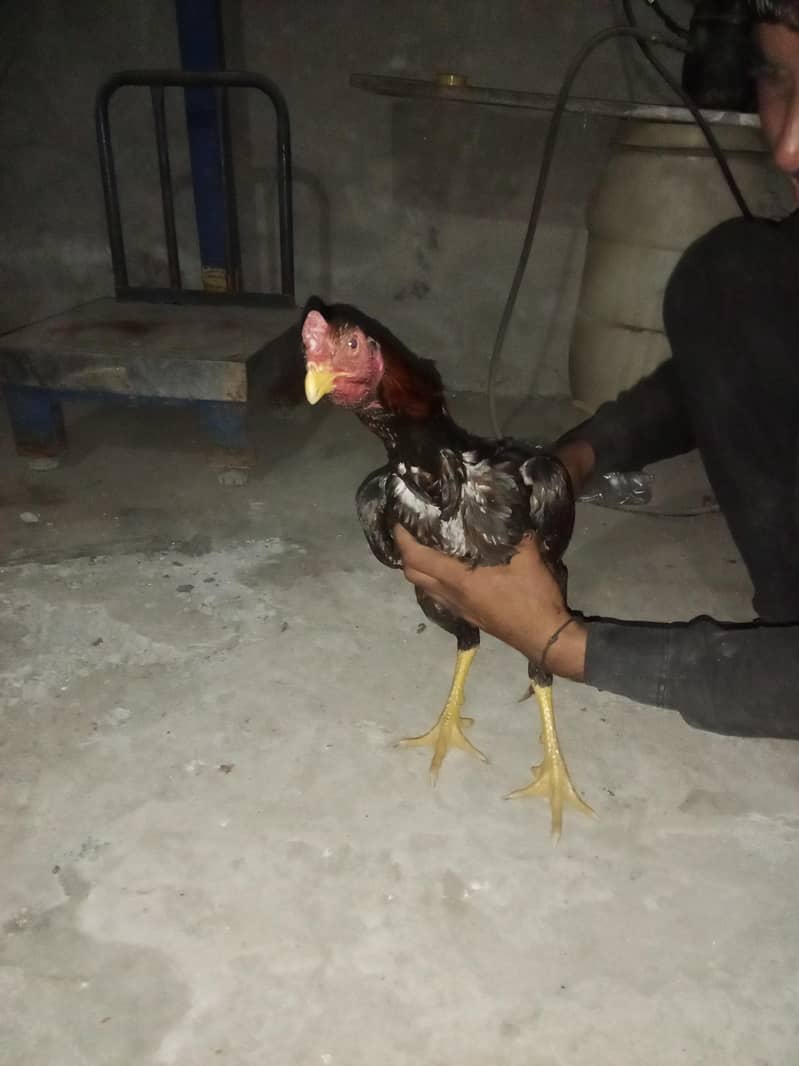 اصیل میانوال 6