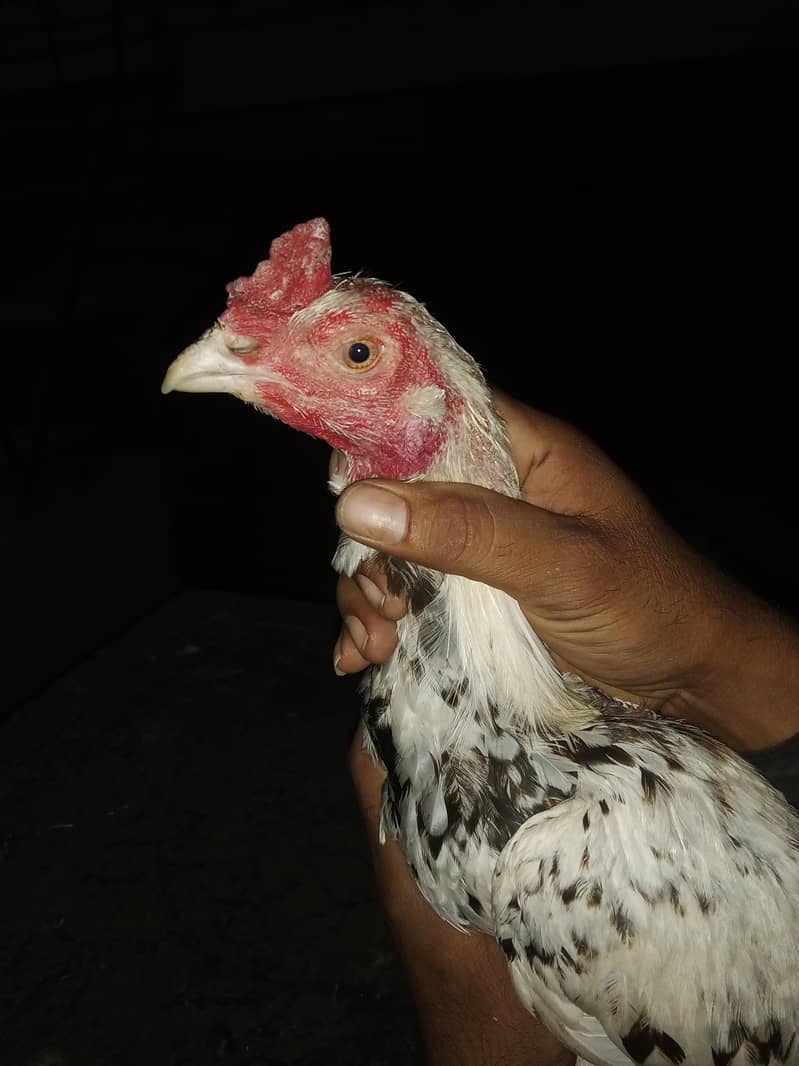 اصیل میانوال 8