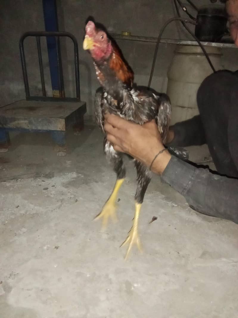 اصیل میانوال 11