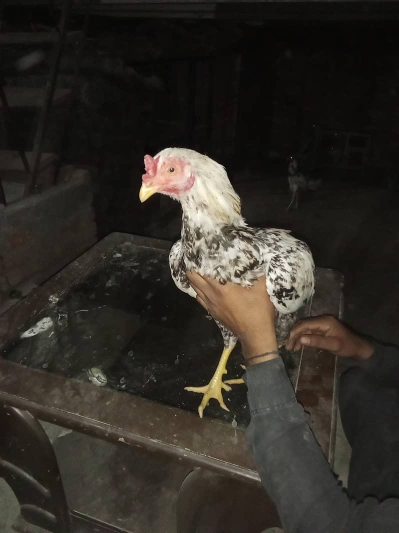 اصیل میانوال 12