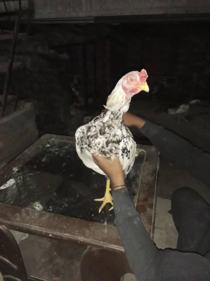 اصیل میانوال 14