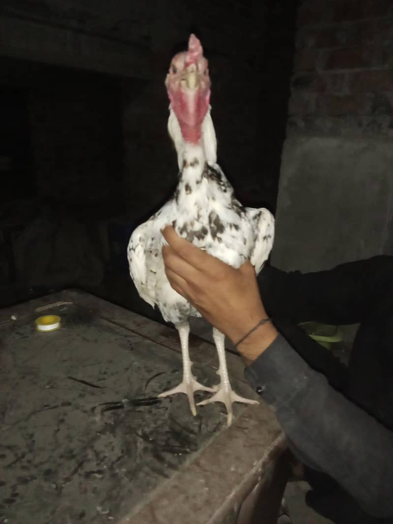 اصیل میانوال 15