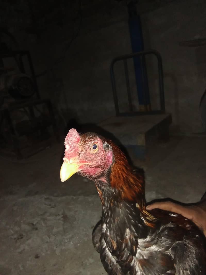 اصیل میانوال 17