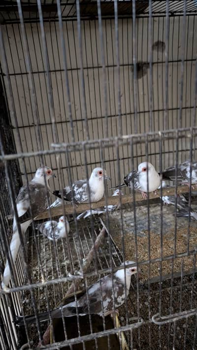 Diamond pied dove for sale
