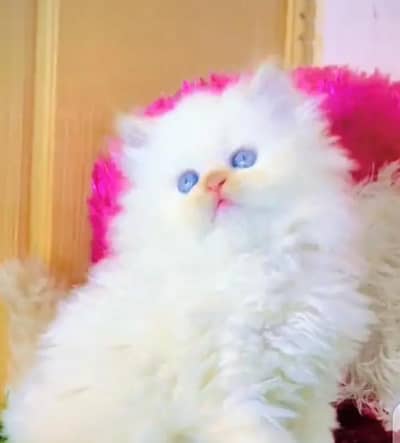 persian kittens for sale My WhatsApp Number 0331*7012*635