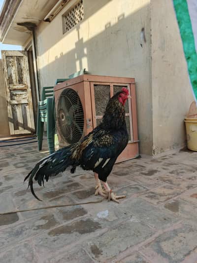 Aseel Lasani breeder