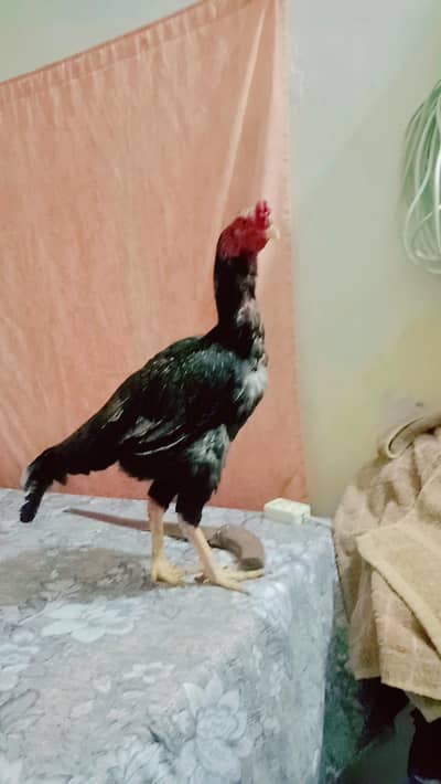 . Madipura Murga exchange wala .