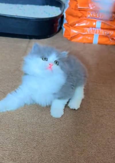 Persian Cats & Kittens for Sale may WhatsApp 03126762031