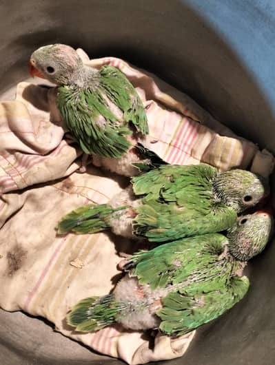 Green Ringneck Chicks