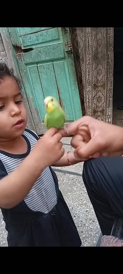 Budgie Hand Tame Baby Australian Parrot