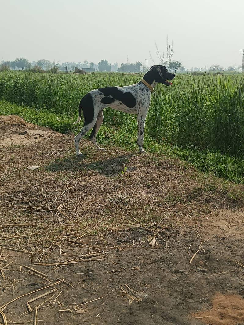 pointer female 0