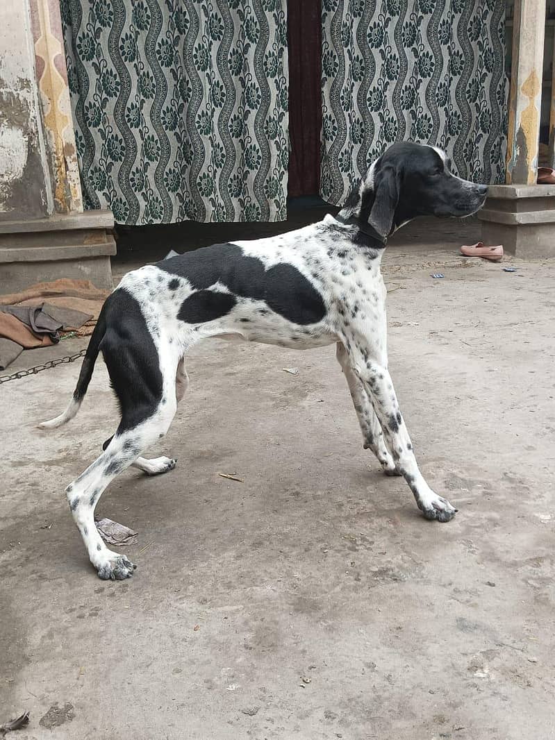 pointer female 1