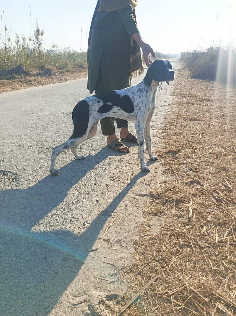 pointer female 3