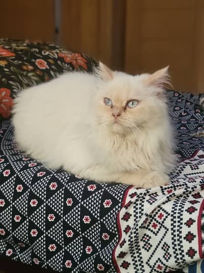 persion Doll face with all cats needed stuff