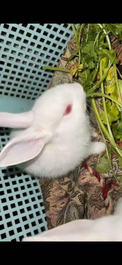Rabbit chicks pair for sale