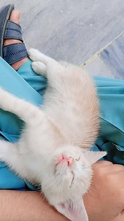 Persian cat for sale