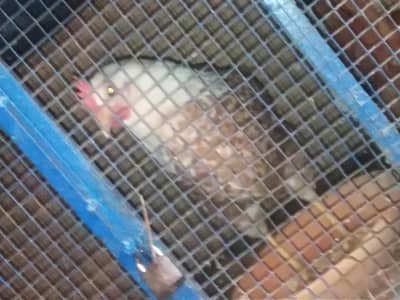 laying eggs hen. . anday deny wali murgiya. healthy,active