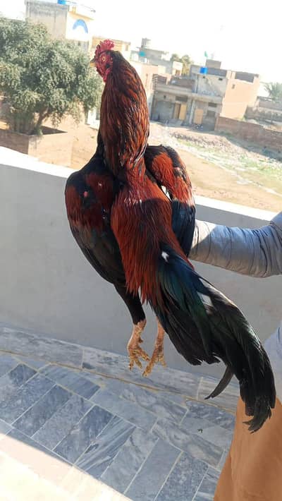 Aseel Murga for sale