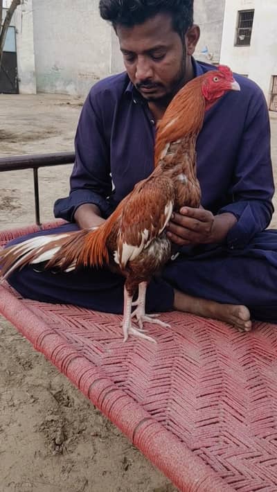 Chitpra Peela Zahreela