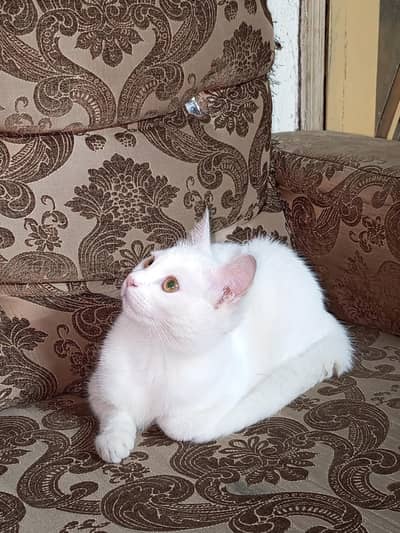 Our beautiful cat doll face (russiann single coat)