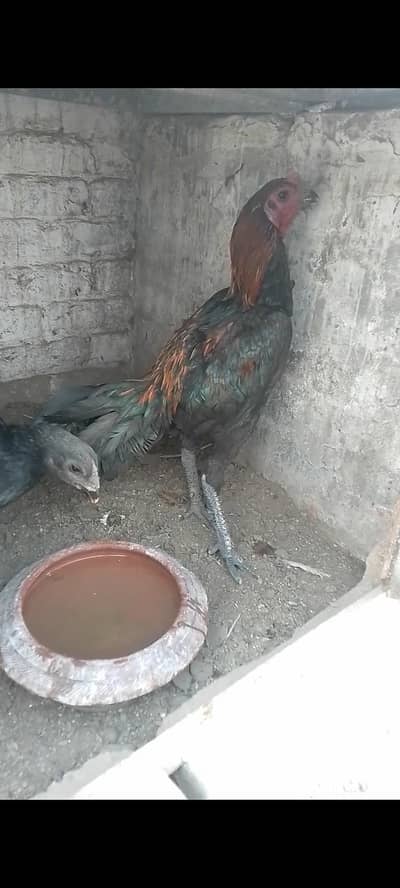 Thai dragon murga for sale call me 03014237451